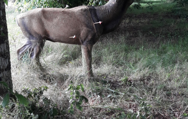 Concours 3D Arsac 2 juin 2024